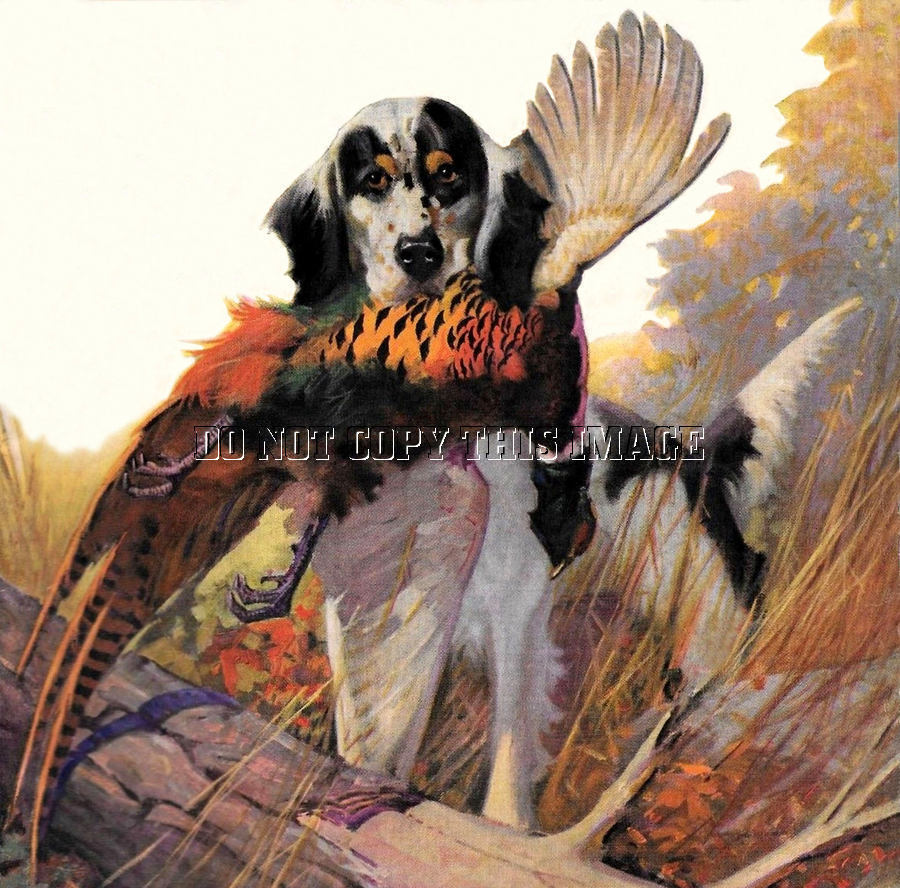 Antique Hunting Repro Photo Print English Setter Retrieving Rooster Pheasant